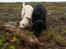 Labrador retriever Django*himmelhund* - hundene graver efter mus :)