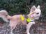 Chihuahua Topper