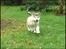 Alaskan malamute Mojo kennel Navn Ice cloud - 8 uger