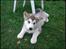 Alaskan malamute Mojo kennel Navn Ice cloud - 8 uger