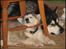 Alaskan malamute Mojo kennel Navn Ice cloud - 9 uger