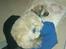 Shih tzu Tinka - sover trygt og godt på mit tøj  . <3