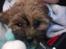 Shih tzu Tinka - den dag vi hentede tinka i gilleleje hun var 8 uger og helt brun :) 