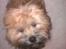 Shih tzu Tinka