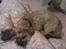 Shih tzu Tinka