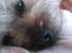 Shih tzu Tinka