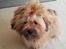 Shih tzu Tinka
