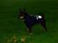 Dvaergpinscher Rødkildes Choko