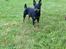 Dvaergpinscher Rødkildes Choko