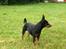 Dvaergpinscher Rødkildes Choko