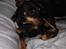 Dvaergpinscher Rødkildes Choko