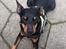 Dvaergpinscher Rødkildes Choko - choco kan sove på de mest underlige måder