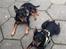 Dvaergpinscher Rødkildes Choko