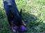 Dvaergpinscher Rødkildes Coco