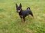 Dvaergpinscher Rødkildes Coco