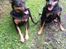 Dvaergpinscher Rødkildes Coco - et par dage efter de var flyttet hjem til mig... 