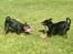 Dvaergpinscher Rødkildes Coco