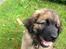 Leonberger Diego