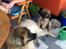 Leonberger Diego