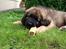 Leonberger Diego