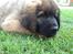 Leonberger Diego