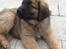 Leonberger Diego