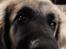 Leonberger Diego