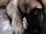 Leonberger Diego