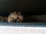 Shih tzu Tinka