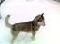Siberian husky Balder  