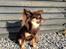 Chihuahua Peanut