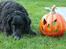 Curly coated retriever Balto (RIP)