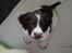 Engelsk springer spaniel Famous Victor