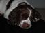 Engelsk springer spaniel Famous Victor