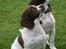 Engelsk springer spaniel Famous Victor