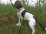 Engelsk springer spaniel Famous Victor