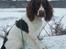 Engelsk springer spaniel Famous Victor