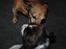 Engelsk springer spaniel Famous Victor