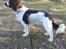 Engelsk springer spaniel Famous Victor