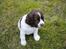 Engelsk springer spaniel Famous Victor