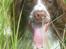 Engelsk springer spaniel Famous Victor
