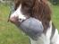 Engelsk springer spaniel Famous Victor