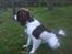 Engelsk springer spaniel Famous Victor