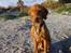 Ruhåret vizsla Ingle