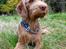 Ruhåret vizsla Ingle