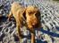 Ruhåret vizsla Ingle