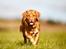 Nova scotia duck tolling retriever Mika "Himmelhund" 