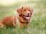 Nova scotia duck tolling retriever Mika "Himmelhund" 