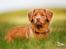 Nova scotia duck tolling retriever Mika "Himmelhund" 