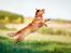 Nova scotia duck tolling retriever Mika "Himmelhund" 